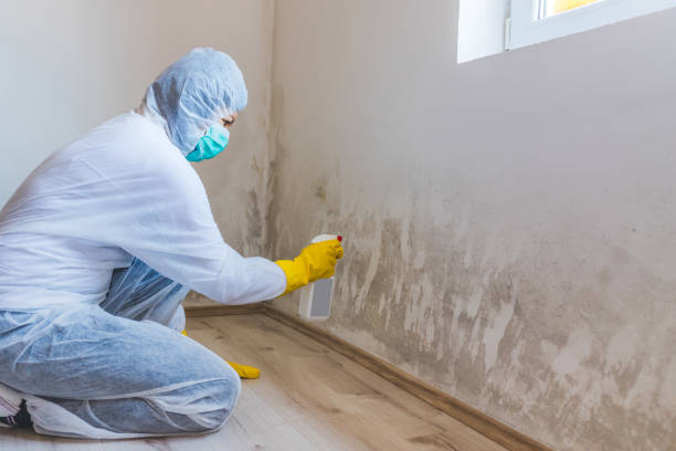 Licensed Basement Mold Removal service in Lewisberry, PA - WQB Mold Removal