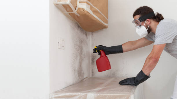 Professional Basement Mold Removal technician working in Lewisberry, PA