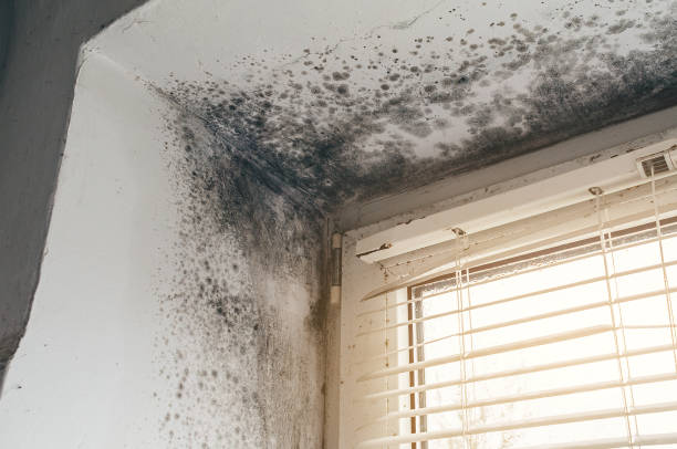 Affordable Basement Mold Removal solutions in Lewisberry, PA